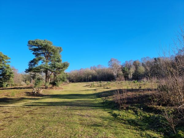 heathland